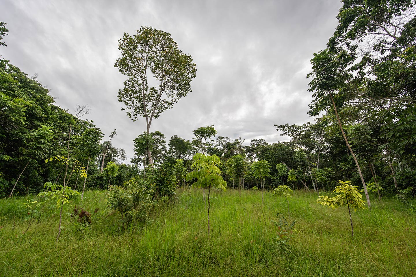 : Conscious Shopping Experience - Planting trees with each purchase.